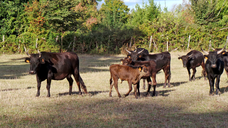 Venez découvrir en famille les manades de taureaux à Saint Gilles.