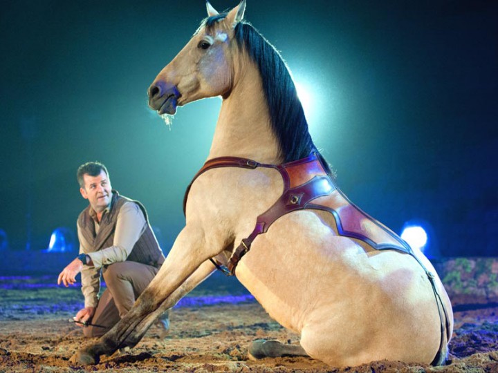 spectacle équestre nîmes