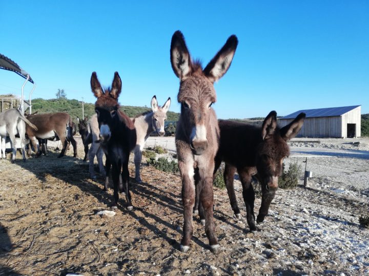 Asinerie-garrigue-Marchand