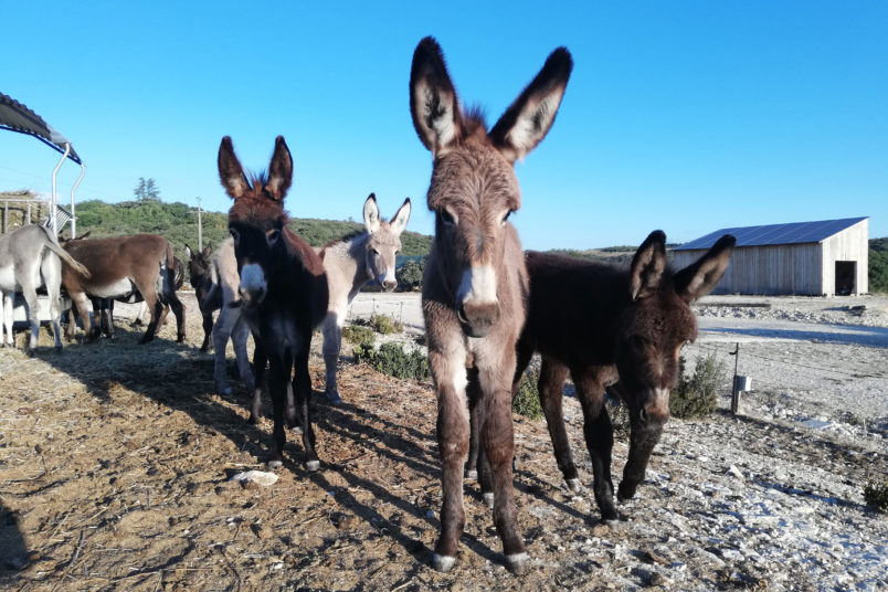 Asinerie-garrigue-Marchand