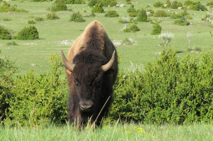 sejour travail du betail