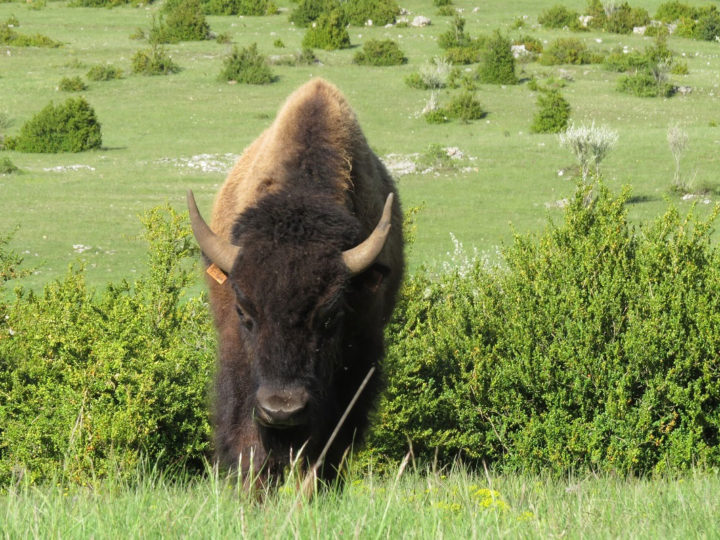 sejour travail du betail