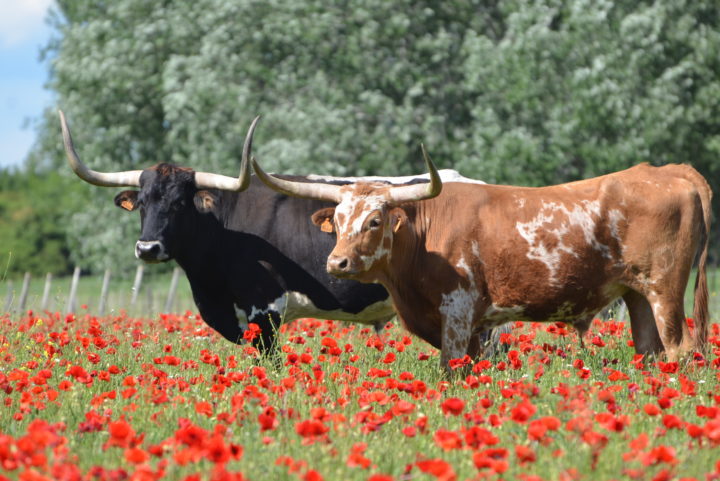 Week-end en famille en Camargue